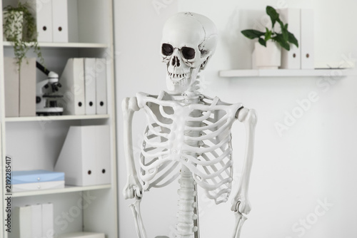 Human skeleton model in medical office