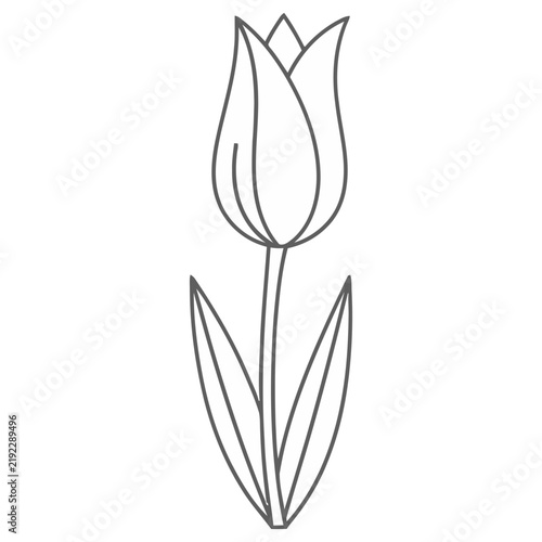 Single tulip line art