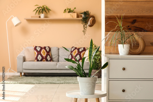 Comfortable grey sofa with white chest of drawers and houseplants in room