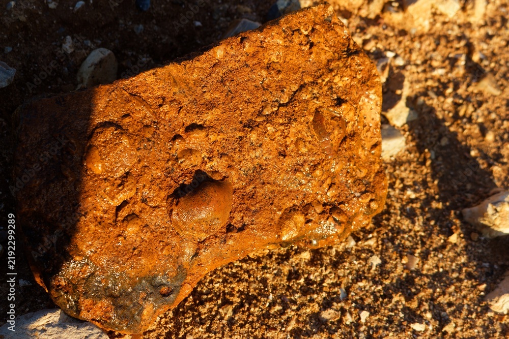 Fototapeta premium Ancient brachiopod fossil embedded in a rusty flint stone, illuminated by warm sunset golden light discovered in an open limestone quarry, close-up geological macro shot