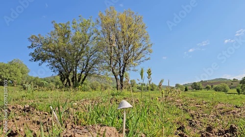 A solitary wild mushroom growing in a grassy field, surrounded by dry soil and vegetation under a clear blue spring sky.
📍 Marivan, Kurdistan, Iran 