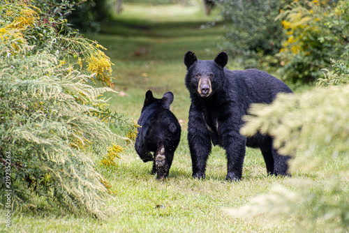 mama bear with cub in golden rod alley 