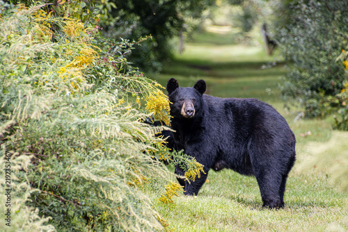 mama bear in golden rod alley 