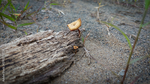 Foto Golden Small Mushrooms Growing on Dead Wood in Nature