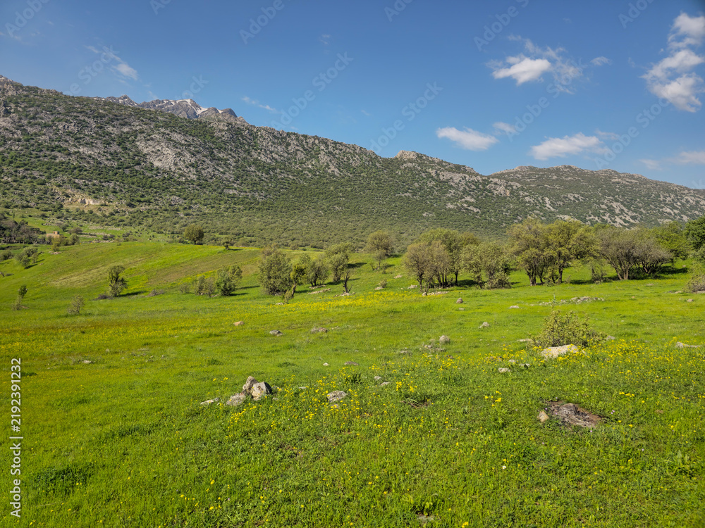 Fototapeta premium A wildflower-dotted meadow scattered with trees and small stones stretches toward a rocky mountain ridge lightly dusted with snow, under a bright spring sky. 📍 Marivan, Kurdistan, Iran 