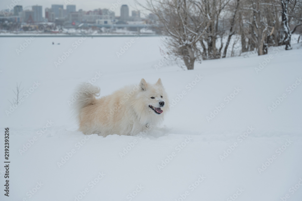 Fototapeta premium A Samoyed dog runs through the snow.