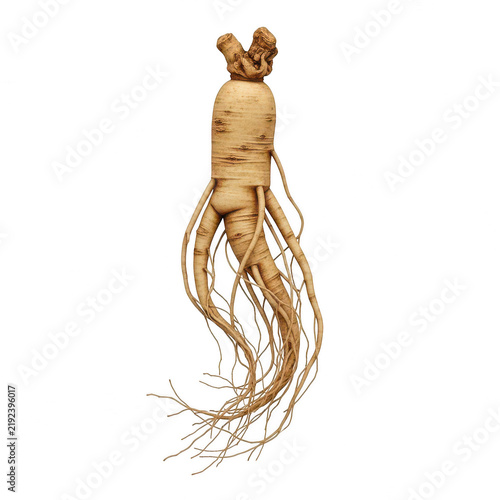 Single raw ginseng root isolated on a white background