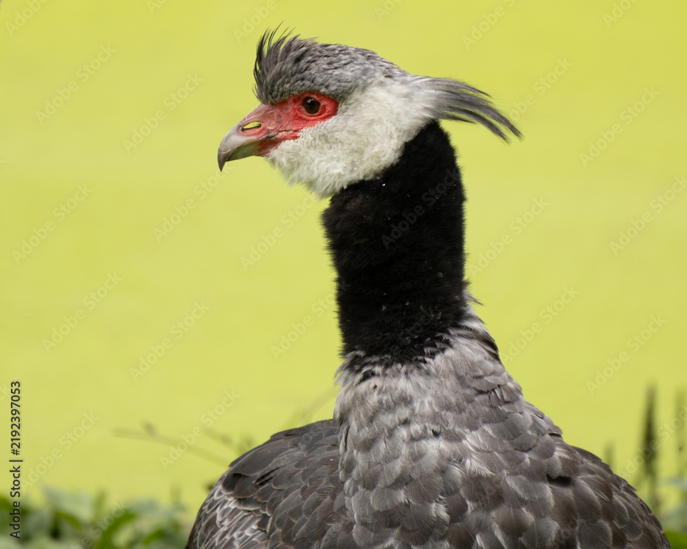 Fototapeta premium Horned Screamer