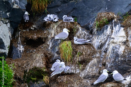 Cuadro en lienzo Black Legged Kittiwake Rookery next to Columbia Glacier in Prince Edward Sound, Alaska