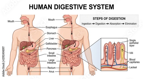 Human digestive system anatomical diagram vector illustration