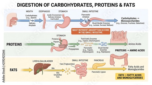 Digestion of carbohydrates proteins and fats educational diagram illustration infographic science chart