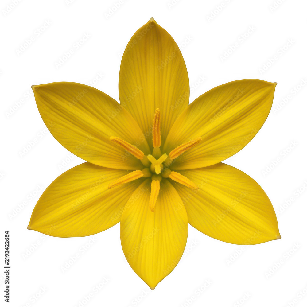 Fototapeta premium Isolated yellow flower blossom, vibrant spring lily petal head on white background