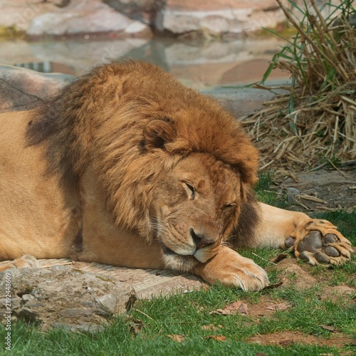 Photography african lion sleeping on the green grass with dried leaves in the back in the zo