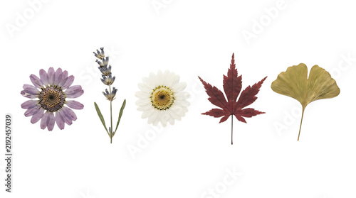 Dried Flower Collection Isolated on Transparent background