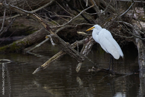 Obraz na plátně great white egret hunting on wooded lake