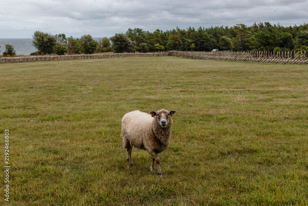 Fototapeta premium Sheep Standing in Coastal Pasture Under Dramatic Cloudy Sky