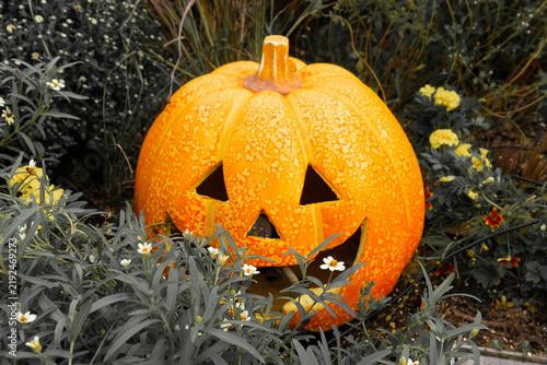 Fotografía Orange jack-o'-lantern decoration among autumn garden flowers