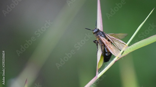 Obraz na płótnie Small black wasp with translucent wings resting on a leaf in a natural outdoor setting, macro photography of an insect in its habitat with a soft bokeh background and natural lighting