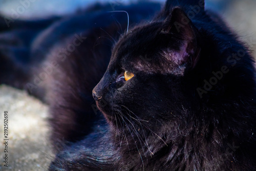 Принти на полотні black cat with yellow eyes
