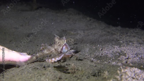 Coconut octopus (Amphioctopus marginatus) emerges from its burrow and wraps its arms around the diver’s fingers, with one arm reaching the palm, then calmly returns to the burrow.