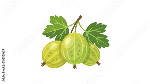 Fresh Green Gooseberries with Leaves on Stem