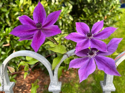 Blumen im Garten / Clematis blüht lila am Gartenzaun