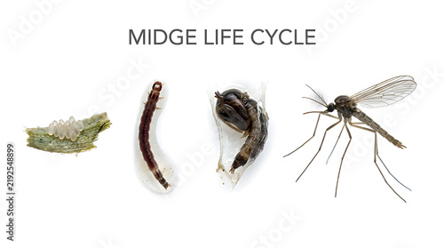 The image displays the complete life cycle of a midge, from egg to adult