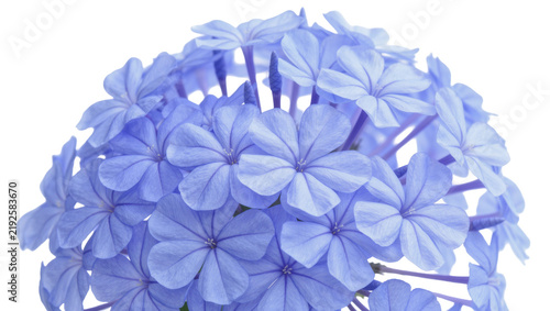 Cuadro en lienzo Cluster of delicate blue plumbago flowers, isolated on transparent background