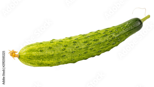 Canvastavla Fresh green bumpy cucumber with blossom end and stem, isolated on transparent ba