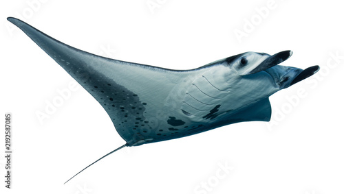 Fotografie Giant manta ray with spotted pattern swimming, isolated on transparent backgroun