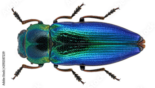 Bild auf Leinwand Iridescent metallic jewel beetle with blue and green exoskeleton, isolated on tr