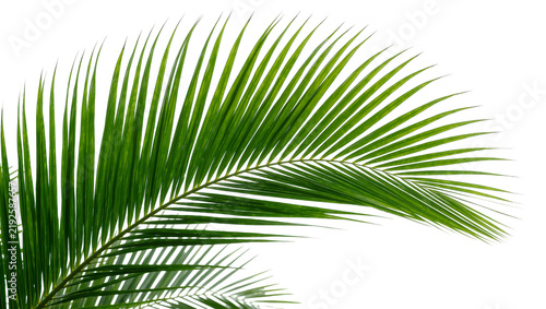 Canvastavla Vibrant green palm frond with delicate leaflets, isolated on transparent backgro