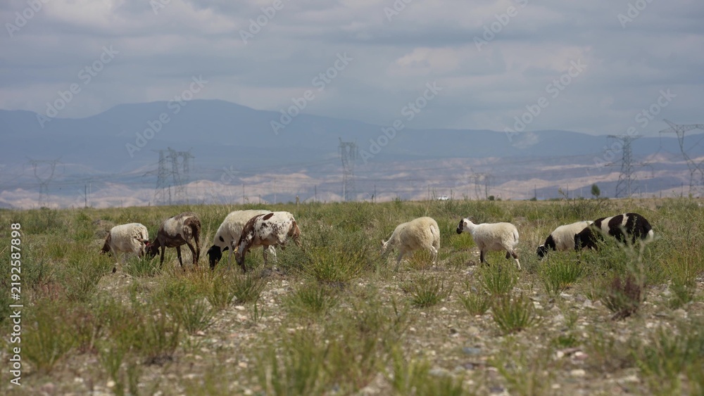Obraz premium Sheep grazing on grassland with mountains in background