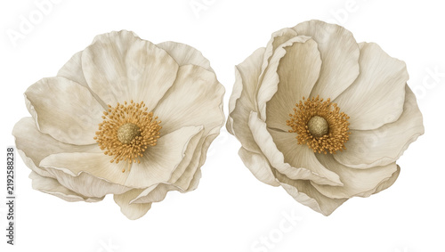 Two delicate cream anemone flowers with golden centers, isolated on transparent background