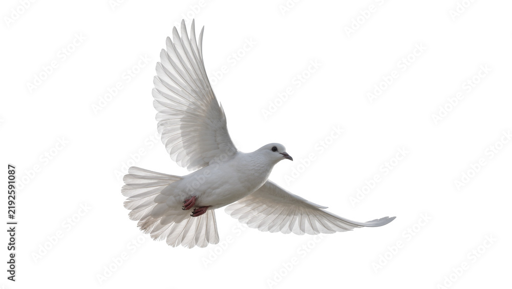 Fototapeta premium Graceful white dove bird with spread wings flying, isolated on transparent background