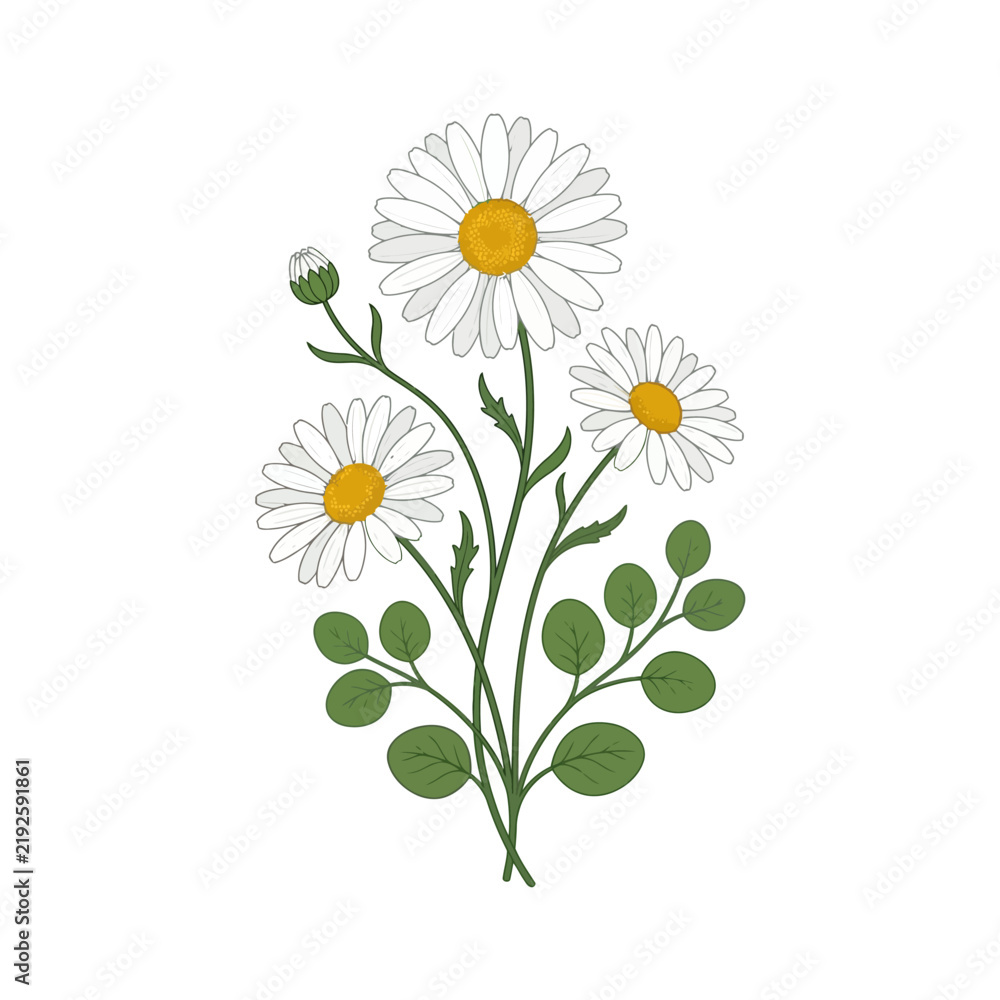 Fototapeta premium Hand Drawn Illustration of a Daisy Flower Bouquet