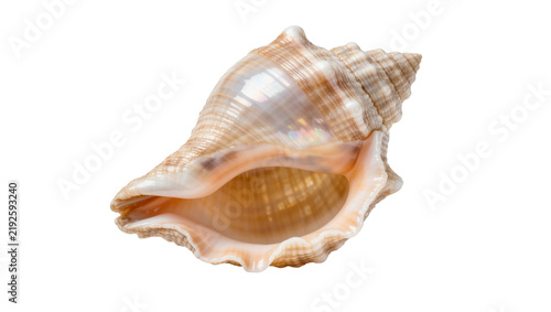 Quadro su tela Detailed spiral seashell with textured ridges, isolated on transparent backgroun