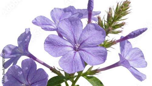 Fotografía Delicate purple plumbago flowers with green buds isolated on transparent backgro