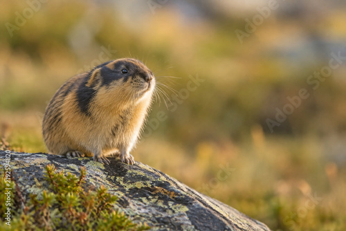 Small brown lemming standing alert on rocky outcrop in grassland