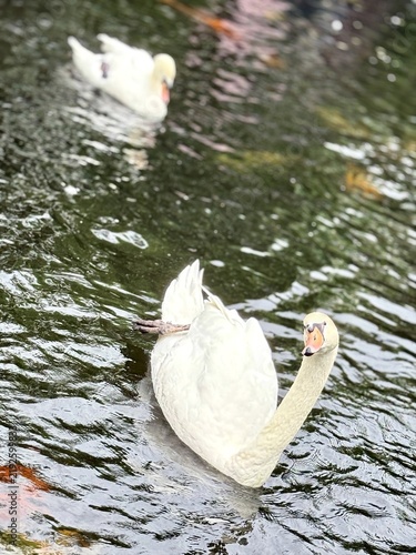 Obraz na plátne cute white swan on the water