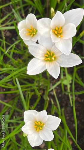 white rain lily flowers, rain lilies in full bloom, six-petaled rain lily flowers