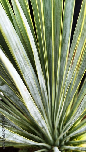 yucca leaves, thin leaves of a houseplant swaying in the wind