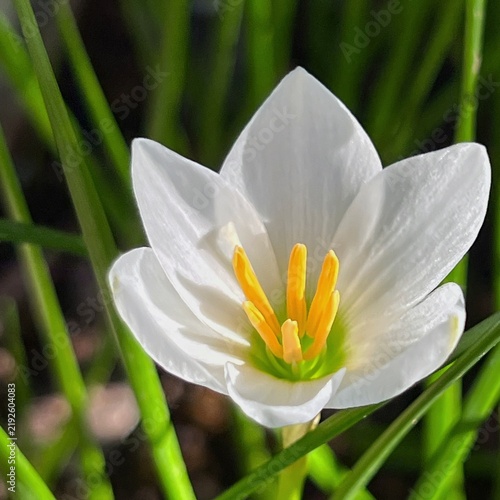 white rain lily flowers, rain lilies in full bloom, six-petaled rain lily flowers
