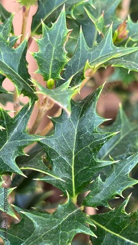 holly leaves, leaves used for protection against evil, thorny leaves, plant leaves used for Christmas