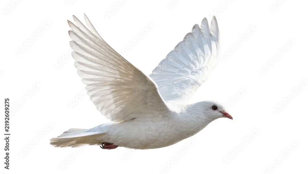 Fototapeta premium White dove with wings spread in flight, isolated on transparent background