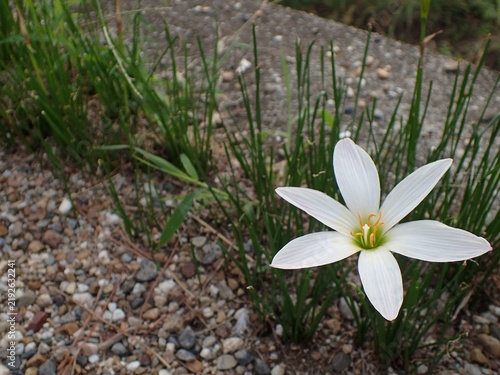 タマスダレの花　