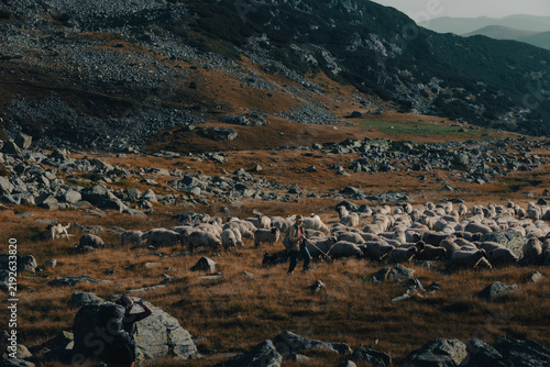 Obraz na plátně Vast scree field and large flock of sheep beneath steep alpine mountain walls