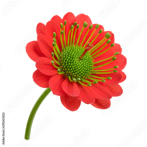 Red poppy flower with green center isolated