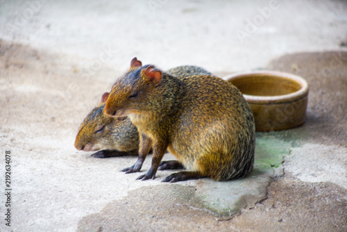 Quadro su tela Two Agoutis Resting on Concrete Floor Near Feeding Bowl in Zoo Enclosure
