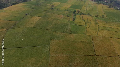 Aerial View of Rice Fields in Asia
